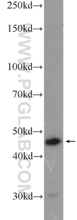 IDH1 Antibody in Western Blot (WB)