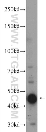 IDH1 Antibody in Western Blot (WB)