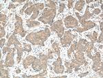 CAMLG Antibody in Immunohistochemistry (Paraffin) (IHC (P))