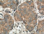 CAMLG Antibody in Immunohistochemistry (Paraffin) (IHC (P))