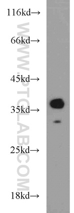 CAMLG Antibody in Western Blot (WB)