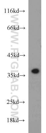 CAMLG Antibody in Western Blot (WB)