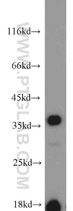 CAMLG Antibody in Western Blot (WB)