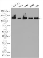 Eg5 Antibody in Western Blot (WB)