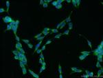 C16orf84 Antibody in Immunocytochemistry (ICC/IF)