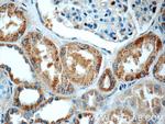 C16orf84 Antibody in Immunohistochemistry (Paraffin) (IHC (P))