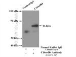 C16orf84 Antibody in Immunoprecipitation (IP)