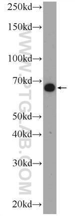 C16orf84 Antibody in Western Blot (WB)