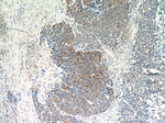 Chromogranin A Antibody in Immunohistochemistry (Paraffin) (IHC (P))