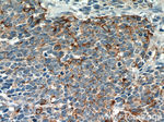 Chromogranin A Antibody in Immunohistochemistry (Paraffin) (IHC (P))