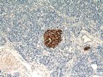 Chromogranin A Antibody in Immunohistochemistry (Paraffin) (IHC (P))