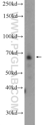 KDELC2 Antibody in Western Blot (WB)