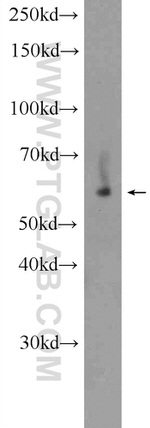 KDELC2 Antibody in Western Blot (WB)