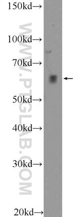 KDELC2 Antibody in Western Blot (WB)