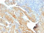 Fibronectin Antibody in Immunohistochemistry (Paraffin) (IHC (P))