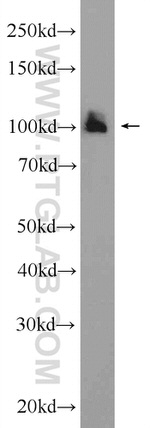 GRIA4 Antibody in Western Blot (WB)