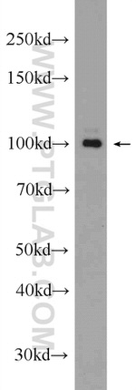 GRIA4 Antibody in Western Blot (WB)