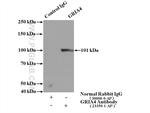 GRIA4 Antibody in Immunoprecipitation (IP)