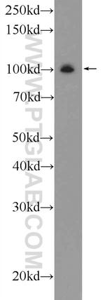 GRIA4 Antibody in Western Blot (WB)