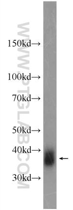 FOLR1 Antibody in Western Blot (WB)