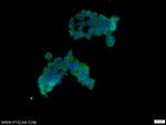 TUFT1 Antibody in Immunocytochemistry (ICC/IF)