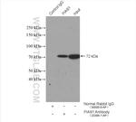 PIAS1 Antibody in Immunoprecipitation (IP)