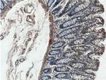 RANKL Antibody in Immunohistochemistry (Paraffin) (IHC (P))