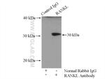 RANKL Antibody in Immunoprecipitation (IP)