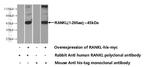 RANKL Antibody in Western Blot (WB)