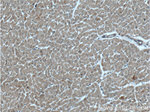 RANKL Antibody in Immunohistochemistry (Paraffin) (IHC (P))