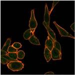 Sirtuin1 (SIRT1) Antibody in Immunocytochemistry (ICC/IF)