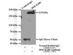 DOCK180 Antibody in Immunoprecipitation (IP)