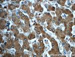 ADH7 Antibody in Immunohistochemistry (Paraffin) (IHC (P))