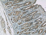 KHDC1 Antibody in Immunohistochemistry (Paraffin) (IHC (P))