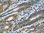 KHDC1 Antibody in Immunohistochemistry (Paraffin) (IHC (P))