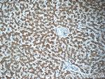 KHDC1 Antibody in Immunohistochemistry (Paraffin) (IHC (P))