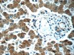 KHDC1 Antibody in Immunohistochemistry (Paraffin) (IHC (P))