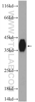 KHDC1 Antibody in Western Blot (WB)