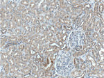 XIAP Antibody in Immunohistochemistry (Paraffin) (IHC (P))