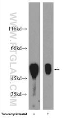 XIAP Antibody in Western Blot (WB)