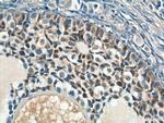 AMH Antibody in Immunohistochemistry (Paraffin) (IHC (P))