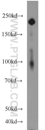 LAMB1 Antibody in Western Blot (WB)