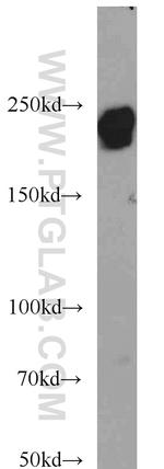 LAMB1 Antibody in Western Blot (WB)