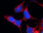 KGA/GAM/GAC Antibody in Immunocytochemistry (ICC/IF)