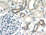 KGA/GAM/GAC Antibody in Immunohistochemistry (Paraffin) (IHC (P))