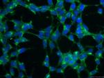 KGA/GAM/GAC Antibody in Immunocytochemistry (ICC/IF)