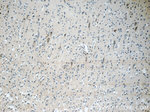 KGA/GAM/GAC Antibody in Immunohistochemistry (Paraffin) (IHC (P))