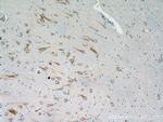 HTR6 Antibody in Immunohistochemistry (Paraffin) (IHC (P))