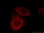 GRB10 Antibody in Immunocytochemistry (ICC/IF)