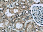 GRB10 Antibody in Immunohistochemistry (Paraffin) (IHC (P))